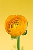CLOSE UP IMAGE OF THE FLOWER OF A YELLOW RANUNCULUS AGAINST A YELLOW BACKGROUND