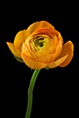 CLOSE UP IMAGE OF THE FLOWER OF A YELLOW RANUNCULUS AGAINST A BLACK BACKGROUND