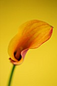 CLOSE UP IMAGE OF THE FLOWER OF AN ORANGE ARUM LILY (CALLA LILY)  AGAINST A YELLOW BACKGROUND