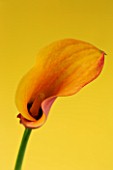 CLOSE UP IMAGE OF THE FLOWER OF AN ORANGE ARUM LILY (CALLA LILY)  AGAINST A YELLOW BACKGROUND