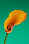 CLOSE UP IMAGE OF THE FLOWER OF AN ORANGE ARUM LILY (CALLA LILY)  AGAINST A GREEN BACKGROUND