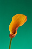 CLOSE UP IMAGE OF THE FLOWER OF AN ORANGE ARUM LILY (CALLA LILY)  AGAINST A GREEN BACKGROUND
