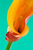 CLOSE UP IMAGE OF THE FLOWER OF AN ORANGE ARUM LILY (CALLA LILY)  AGAINST A GREEN BACKGROUND. F32  10 SECS
