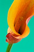 CLOSE UP IMAGE OF THE FLOWER OF AN ORANGE ARUM LILY (CALLA LILY)  AGAINST A GREEN BACKGROUND. F14  2 SECS