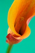 CLOSE UP IMAGE OF THE FLOWER OF AN ORANGE ARUM LILY (CALLA LILY)  AGAINST A GREEN BACKGROUND. F6.3   0.4 SECS