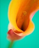 CLOSE UP IMAGE OF THE FLOWER OF AN ORANGE ARUM LILY (CALLA LILY)  AGAINST A GREEN BACKGROUND. F63.5    1/8TH SECS
