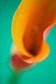 CLOSE UP IMAGE OF THE FLOWER OF AN ORANGE ARUM LILY (CALLA LILY)  AGAINST A GREEN BACKGROUND. F3.5    1/8TH SECS