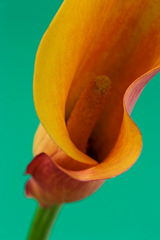 CLOSE_UP_IMAGE_OF_THE_FLOWER_OF_AN_ORANGE_ARUM_LILY_CALLA_LILY__AGAINST_A_GREEN_BACKGROUND_F318____3