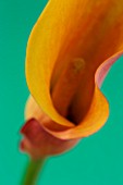 CLOSE UP IMAGE OF THE FLOWER OF AN ORANGE ARUM LILY (CALLA LILY)  AGAINST A GREEN BACKGROUND. F9    0.8 SECS
