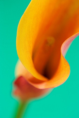 CLOSE_UP_IMAGE_OF_THE_FLOWER_OF_AN_ORANGE_ARUM_LILY_CALLA_LILY__AGAINST_A_GREEN_BACKGROUND_F56____03