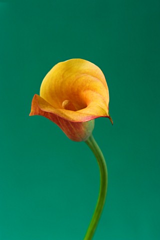 CLOSE_UP_IMAGE_OF_THE_FLOWER_OF_AN_ORANGE_ARUM_LILY_CALLA_LILY__AGAINST_A_GREEN_BACKGROUND_F56____03