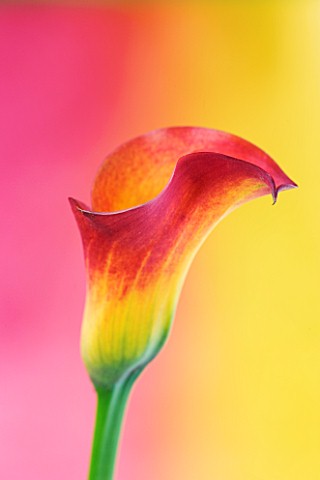 ORANGE_AND_YELLOW_CALLA_LILY_AGAINST_PINK_AND_YELLOW_BACKGROUND