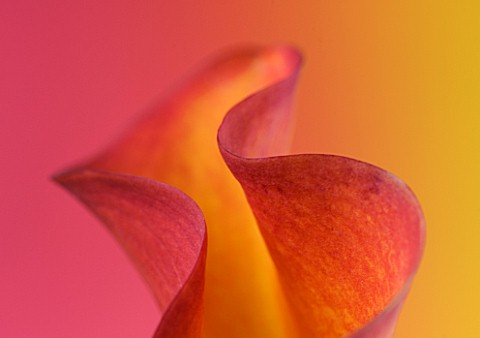 ABSTRACT_CLOSE_UP_IMAGE_OF_AN_ORANGE_AND_YELLOW_CALLA_LILY_AGAINST_PINK_AND_YELLOW_BACKGROUND