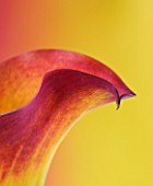 ABSTRACT CLOSE UP IMAGE OF AN ORANGE AND YELLOW CALLA LILY AGAINST PINK AND YELLOW BACKGROUND
