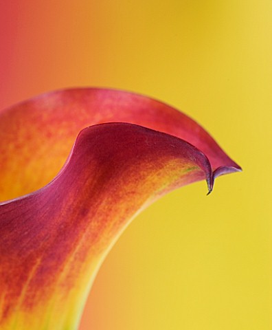 ABSTRACT_CLOSE_UP_IMAGE_OF_AN_ORANGE_AND_YELLOW_CALLA_LILY_AGAINST_PINK_AND_YELLOW_BACKGROUND