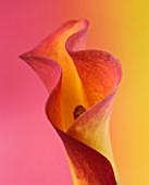 ABSTRACT CLOSE UP IMAGE OF AN ORANGE AND YELLOW CALLA LILY AGAINST PINK AND YELLOW BACKGROUND