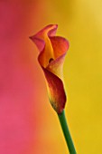 AN ORANGE AND YELLOW CALLA LILY AGAINST PINK AND YELLOW BACKGROUND