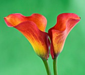 TWO ORANGE AND YELLOW CALLA LILY AGAINST GREEN BACKGROUND