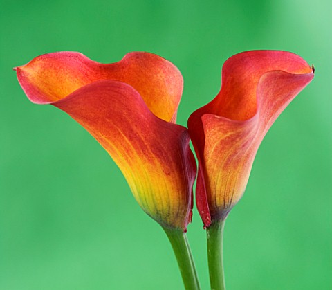 TWO_ORANGE_AND_YELLOW_CALLA_LILY_AGAINST_GREEN_BACKGROUND
