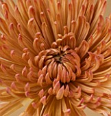 CLOSE UP IMAGE OF CENTRE OF A RUSTY COLOURED ORANGE CHRYSANTHEMUM