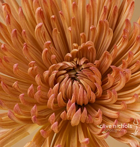 CLOSE_UP_IMAGE_OF_CENTRE_OF_A_RUSTY_COLOURED_ORANGE_CHRYSANTHEMUM