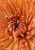 CLOSE UP IMAGE OF CENTRE OF A RUSTY COLOURED ORANGE CHRYSANTHEMUM