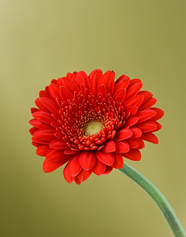 RED_GERBERA_AGAINST_GOLD_BACKGROUND