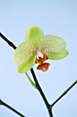 A PALE GREEN PHALAEONOPSIS ORCHID AGAINST A PALE BLUE BACKGROUND