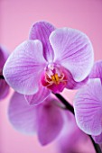 A PINK PHALAEONOPSIS ORCHID AGAINST A PINK BACKGROUND