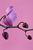 VIEW OF THE BACK SIDE OF A PINK PHALAEONOPSIS ORCHID AND TIGHT BUDS AGAINST A PINK BACKGROUND