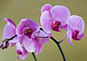 A PINK PHALAEONOPSIS ORCHID  AGAINST A GOLD BACKGROUND