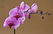 A PINK PHALAEONOPSIS ORCHID AGAINST A BROWN BACKGROUND
