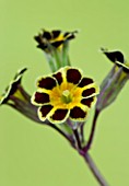 FLOWERS OF PRIMULA GOLD LACED GROUP AGAINST A LIGHT LIME GREEN BACKGROUND