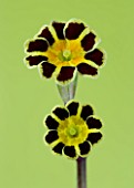 FLOWERS OF PRIMULA GOLD LACED GROUP AGAINST A LIGHT LIME GREEN BACKGROUND