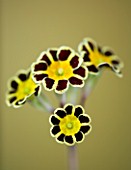 FLOWERS OF PRIMULA GOLD LACED GROUP AGAINST A GOLD BACKGROUND