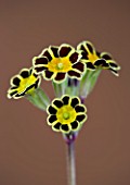 FLOWERS OF PRIMULA GOLD LACED GROUP AGAINST A BROWN BACKGROUND