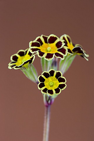 FLOWERS_OF_PRIMULA_GOLD_LACED_GROUP_AGAINST_A_BROWN_BACKGROUND