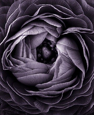BLACK_AND_WHITE_DUOTONED_IMAGE_OF_A_CLOSE_UP_OF_THE_CENTRE_OF_A_RANUNCULUS
