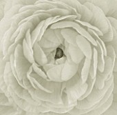 BLACK AND WHITE DUOTONED IMAGE OF A CLOSE UP OF THE CENTRE OF A RANUNCULUS