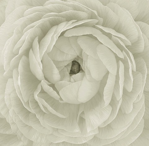 BLACK_AND_WHITE_DUOTONED_IMAGE_OF_A_CLOSE_UP_OF_THE_CENTRE_OF_A_RANUNCULUS