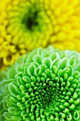 CLOSE UP ABSTRACT IMAGE OF GREEN AND YELLOW SHAMROCK CHRYSANTHEMUM