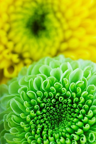 CLOSE_UP_ABSTRACT_IMAGE_OF_GREEN_AND_YELLOW_SHAMROCK_CHRYSANTHEMUM