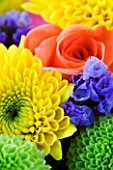 CLOSE UP ABSTRACT IMAGE OF GREEN AND YELLOW SHAMROCK CHRYSANTHEMUMS AND ORANGE ROSE