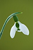 CLOSE UP OF WHITE FLOWER OF SNOWDROP - GALANTHUS IKARIAE