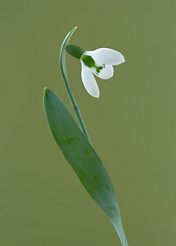CLOSE_UP_OF_WHITE_FLOWER_OF_SNOWDROP__GALANTHUS_IKARIAE