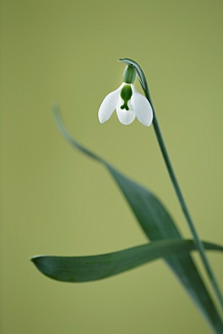 CLOSE_UP_OF_WHITE_FLOWER_OF_SNOWDROP__GALANTHUS_IKARIAE