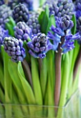 CHARLOTTE ROWES HOUSE -  CLOSE UP OF BLUE HYACINTHS IN A GLASS CONTAINER