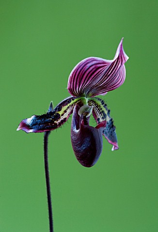 CLOSE_UP_OF_AN_ORCHID__PAPHIOPEDILUM