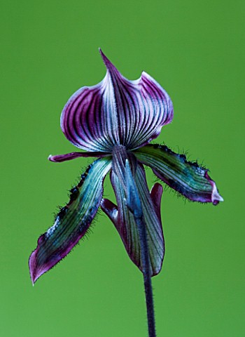 CLOSE_UP_OF_THE_BACK_SIDE_OF_AN_ORCHID__PAPHIOPEDILUM