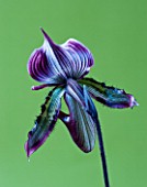 CLOSE UP OF THE BACK SIDE OF AN ORCHID - PAPHIOPEDILUM